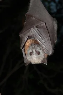 Grey-headed Flying-fox, (Pteropus poliocephalus) Fotos de archivo