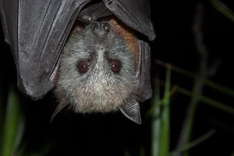 Grey-headed Flying-fox, (Pteropus poliocephalus) Stock Photos