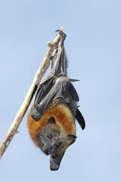 Grey Headed Flying Fox, Pteropus poliocephalus 写真素材