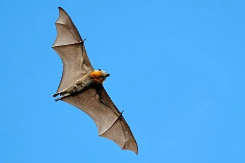 A grey-headed flying fox (Pteropus poliocephalus) in flight with open wings Stock Photos