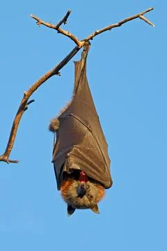 Grey-headed flying fox (Pteropus poliocephalus) hanging in a tree, Australia Stock Photos
