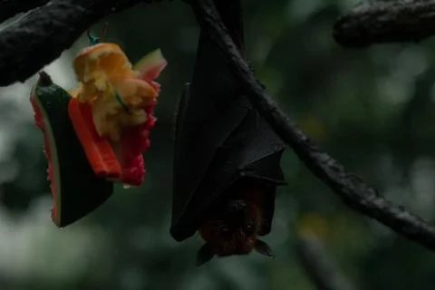 Grey-headed flying fox on the tree upside down next to the fruit with eyes op Stock Photos