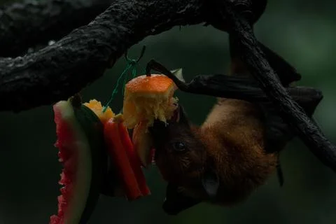 Grey-headed flying fox on the tree upside down eating fruit Stock Photos