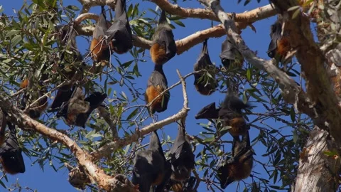 Grey-Headed Flying Foxes Hanging From Trees. Stock Footage 242097751