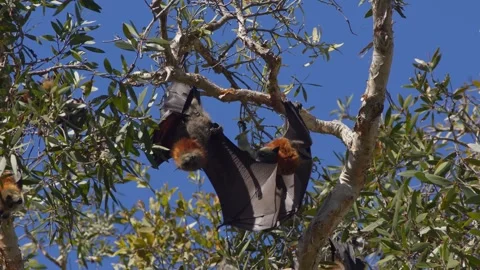 Grey-Headed Flying Foxes Hanging From Trees. Stock Footage 242097782