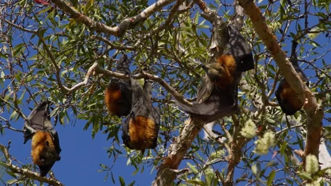 Grey-Headed Flying Foxes Hanging From Trees. Stock Footage 242097910