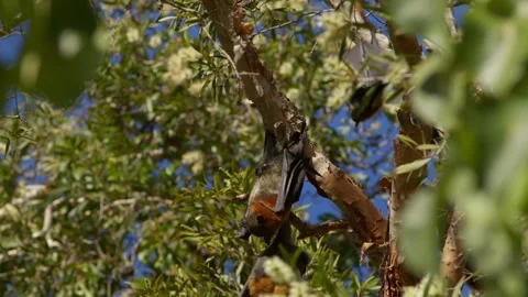 Grey-Headed Flying Foxes Hanging From Trees. Stock Footage 242097940