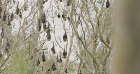 Grey-headed Flying Foxes, Tilt Up Vídeo Stock 329282640