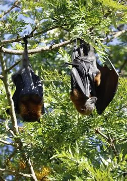 Grey-headed flying foxex. Stock Photos