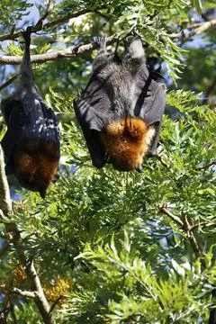 Grey-headed flying foxex. Stock Photos