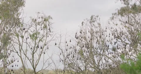 Grey-headed Fruit Bats Roosting in Victoria Vídeo Stock 329283081