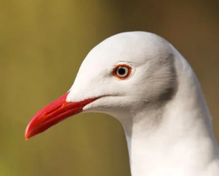 Grey headed gull Foto stock