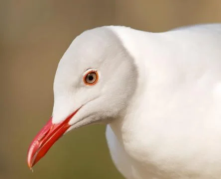 Grey headed gull Stock Photos
