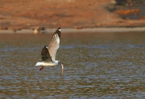 Grey headed gull Stock Photos