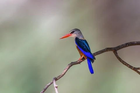 Grey Headed Kingfisher Stock Photos