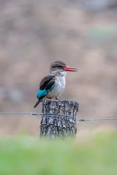 Grey headed kingfisher on a post Stock Photos
