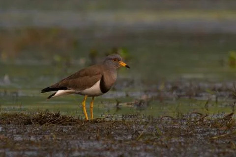 Grey headed lapwing Stock Photos