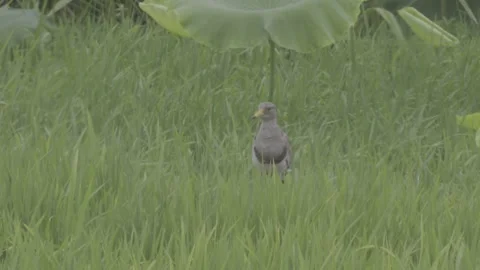 Grey-headed lapwing standing in green rice paddy Stock-Footage 343588065