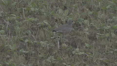 Grey-headed lapwing standing in weedy field Stock-Footage 343595179