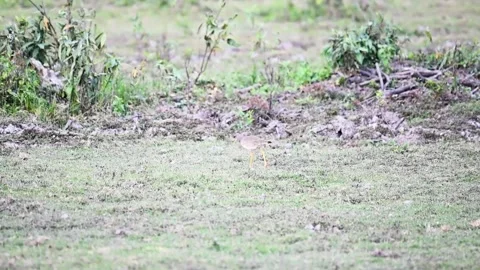 Grey-headed lapwing walking around on the green grass of Kaziranga national park Video stock 264751128