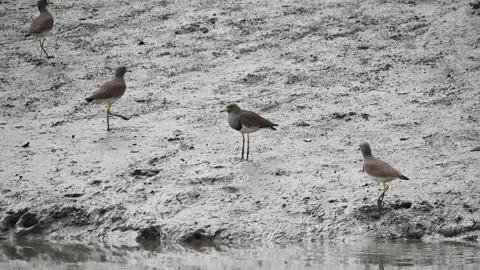 Grey-headed lapwings on the grey land of Sundarbans national park Stock Footage 269791295