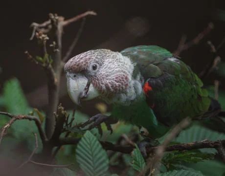 Grey headed parrot Stock Photos