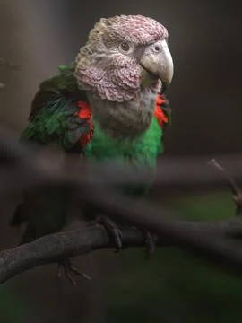 Grey headed parrot Stock Photos