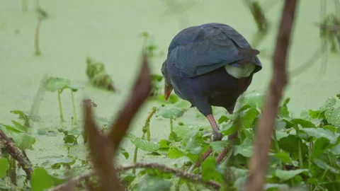 GREY HEADED SWAMPHEN Stock Footage 273248832