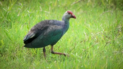Grey Headed Swamphen Stock Footage 274905011