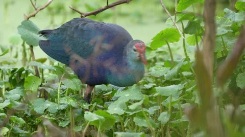 GREY HEADED SWAMPHEN MEDIUM SHOT Stock Footage 273249756