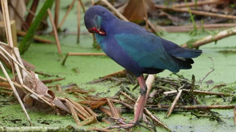 GREY HEADED SWAMPHEN PREENING Video stock 273267656