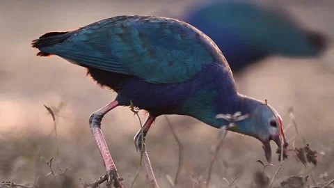 Grey-headed Swamphen using its feet to eat in golden light. 動画素材 331610562