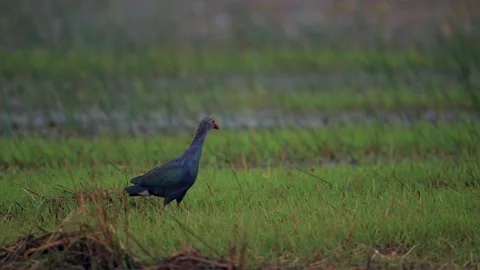 Grey Headed Swamphen Walking Through Wetland Marsh in India 库存影片 329828439