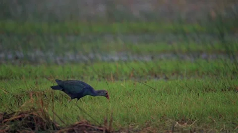 Grey Headed Swamphen Walking Through Wetland Marsh in India Stock Footage 329828444