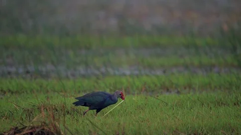 Grey Headed Swamphen Walking Through Wetland Marsh in India Stock Footage 329828503