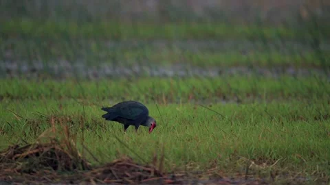 Grey Headed Swamphen Walking Through Wetland Marsh in India Stock Footage 329828505