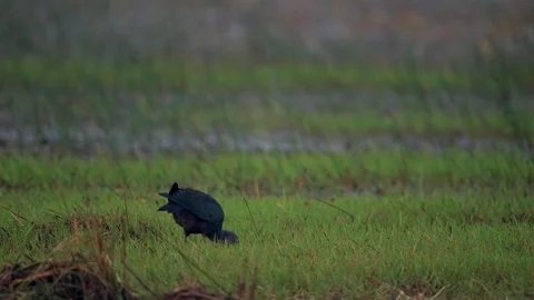 Grey Headed Swamphen Walking Through Wetland Marsh in India Stock Footage 329828514