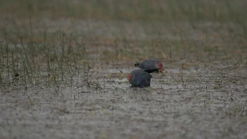 Grey Headed Swamphen Walking Through Wetland Marsh in India Stock Footage 329828536