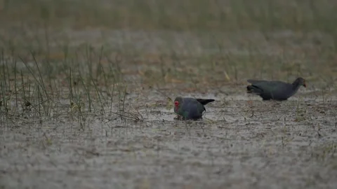 Grey Headed Swamphen Walking Through Wetland Marsh in India Stock-Footage 329828542