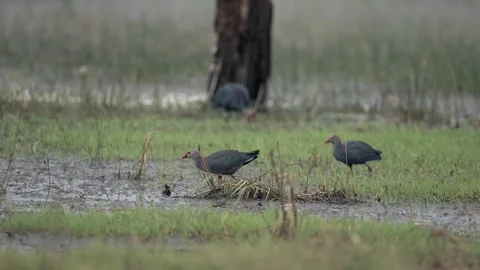 Grey Headed Swamphen Walking Through Wetland Marsh in India Stock Footage 329828580