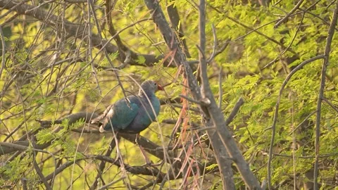 Grey-headed Swamphen Walking Through Wetland Habitat in Gujarat India 02 Stock Footage 337450519