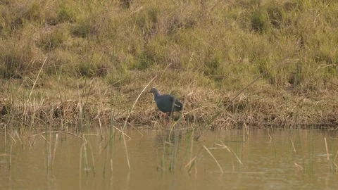 Grey-headed Swamphen Walking Through Wetland Habitat in Gujarat India 03 Stock Footage 337450692