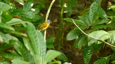 Grey headed tanager perched in nice jungle before flying off to another branch Stock Footage 100244390