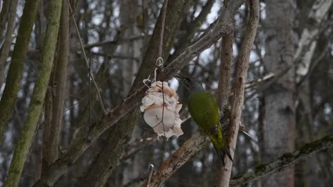 Grey-headed woodpecker eats lard Stock Footage 233526941
