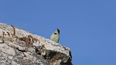Grey-headed woodpecker (Picus canus) sitting on the rock and singing. Stock Footage 123737520