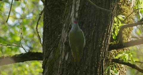 Grey headed Woodpecker Picus canus in spring in slow motion 스톡 동영상 333969865