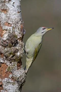 Grey  headed woodpecker Picus canus male foraging at Downy birch Betula Stock Photos