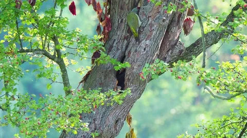 Grey-headed woodpecker on tree trunk Stock Footage 114629933
