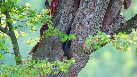 Grey-headed woodpecker on tree trunk Stock Footage 114630016