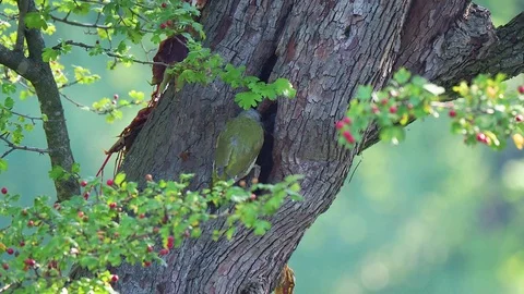 Grey-headed woodpecker on tree trunk Stock Footage 114630146